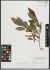 Foto von Salix appendiculata Vill.